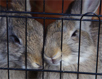 Hase